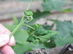 Prociphilus fraxinifolii