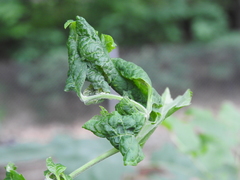 Prociphilus fraxinifolii