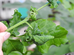 Prociphilus fraxinifolii