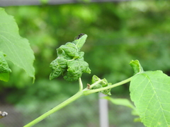 Prociphilus fraxinifolii