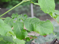 Prociphilus fraxinifolii