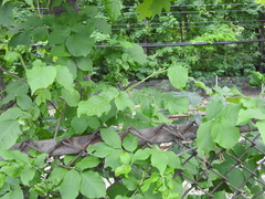 Prociphilus fraxinifolii