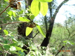 Neopringlea integrifolia