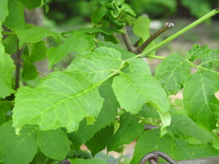 Prociphilus fraxinifolii