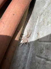 Selenops submaculosus