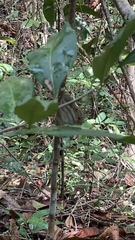 Cissia pseudoconfusa