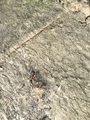 Liometopum occidentale