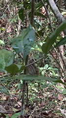 Cissia pseudoconfusa