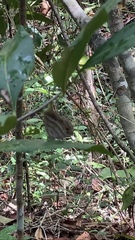 Cissia pseudoconfusa