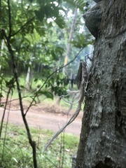 Pterodictya reticularis