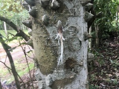 Pterodictya reticularis