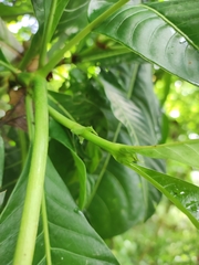 Psychotria grandis