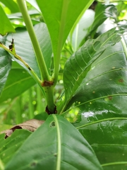Psychotria grandis