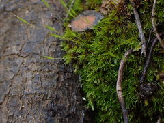 Ditrichum heteromallum