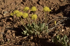 Eriogonum alexanderae