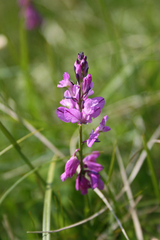 Polygala pedemontana