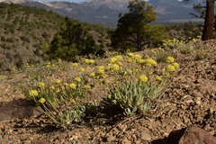 Eriogonum alexanderae