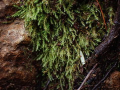 Philonotis capillaris