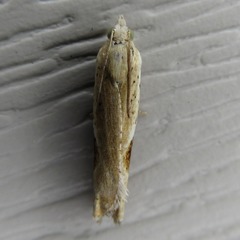 Pseudexentera costomaculana