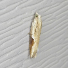 Pseudexentera costomaculana