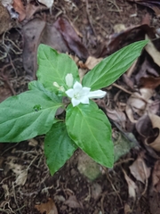Spigelia humboldtiana