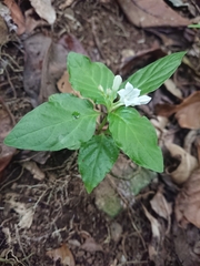 Spigelia humboldtiana