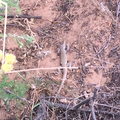 Aspidoscelis marmoratus