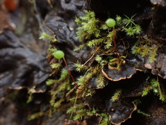 Philonotis capillaris