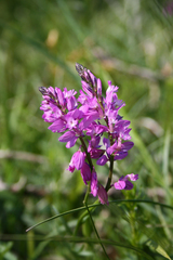 Polygala pedemontana