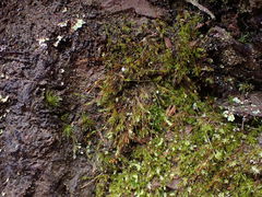 Ditrichum heteromallum