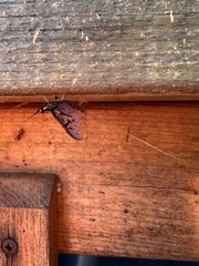 Ephemera vulgata