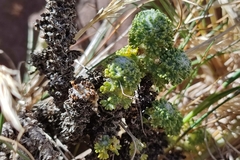 Werneria dactylophylla