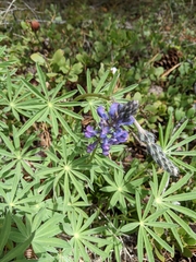 Lupinus bingenensis