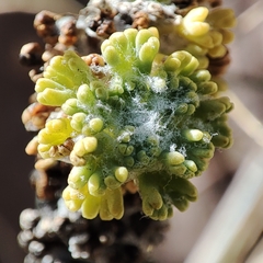 Werneria dactylophylla