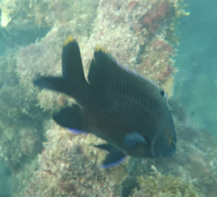 Plectroglyphidodon apicalis