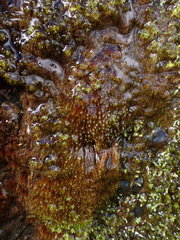 Hygrohypnella ochracea