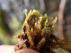 Hygrohypnella ochracea