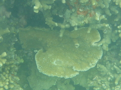 Montipora capitata