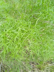 Cenolophium denudatum