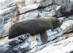 Arctocephalus australis