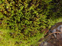 Hypnum dieckii