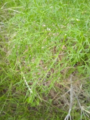 Cenolophium denudatum