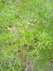 Cenolophium denudatum