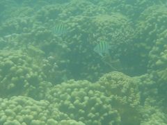 Abudefduf abdominalis