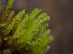 Hypnum dieckii