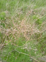 Cenolophium denudatum