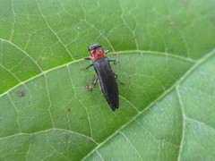 Agrilus imitans