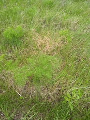 Cenolophium denudatum