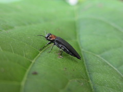 Agrilus imitans