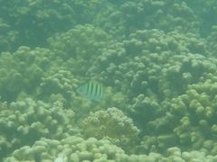 Abudefduf abdominalis